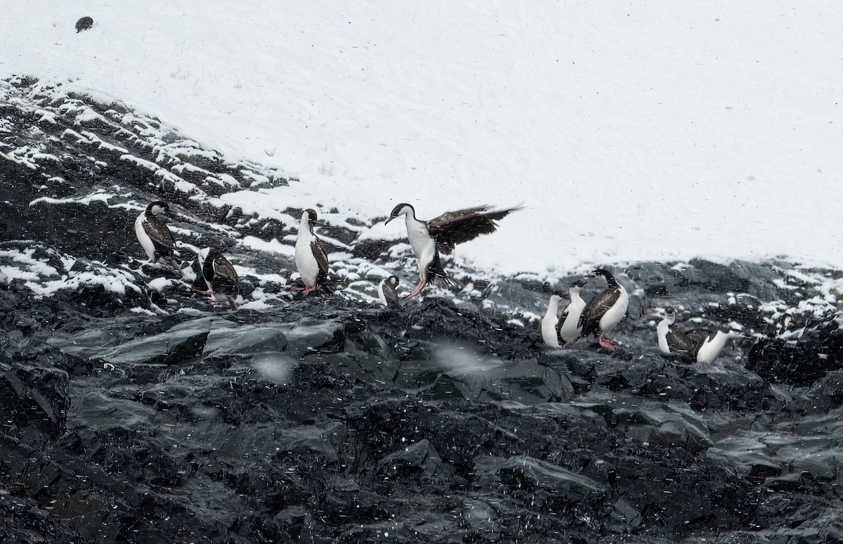 Antarctic Shag - Martine Stolk