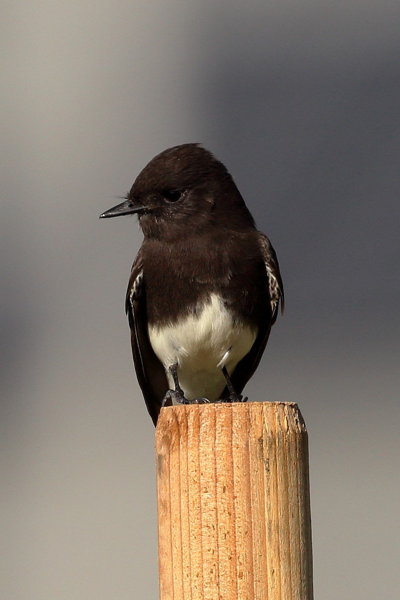 Black Phoebe - ML612171985