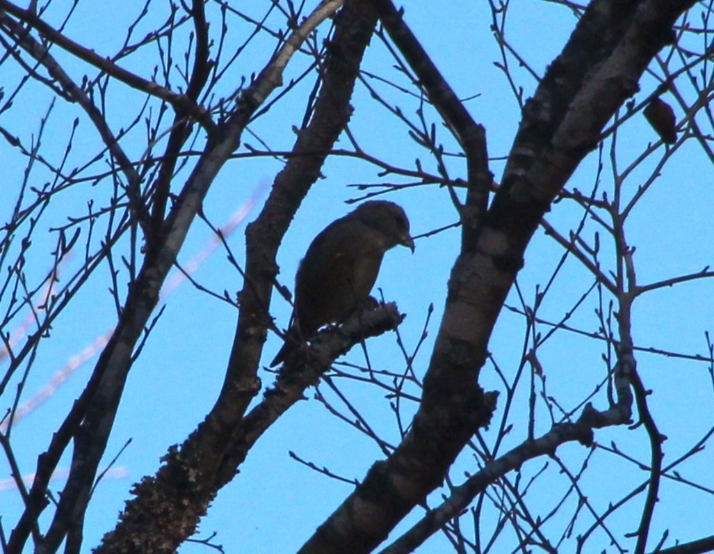 Red Crossbill - ML612172041