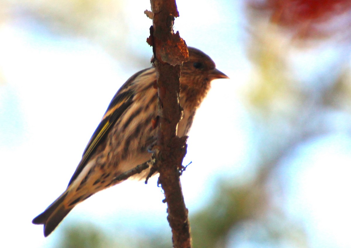 Pine Siskin - ML612172054