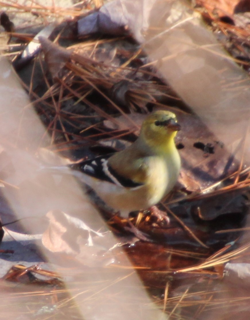 American Goldfinch - ML612172074