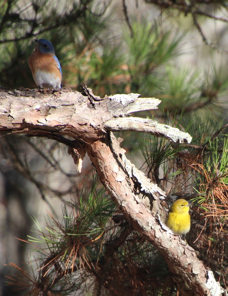 Pine Warbler - ML612172111
