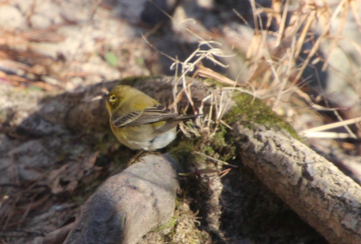 Pine Warbler - ML612172113