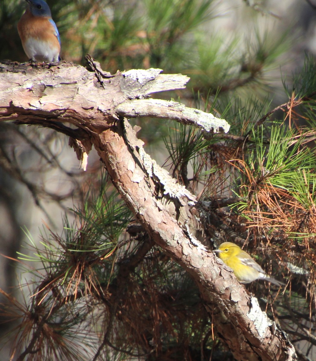 Pine Warbler - ML612172114