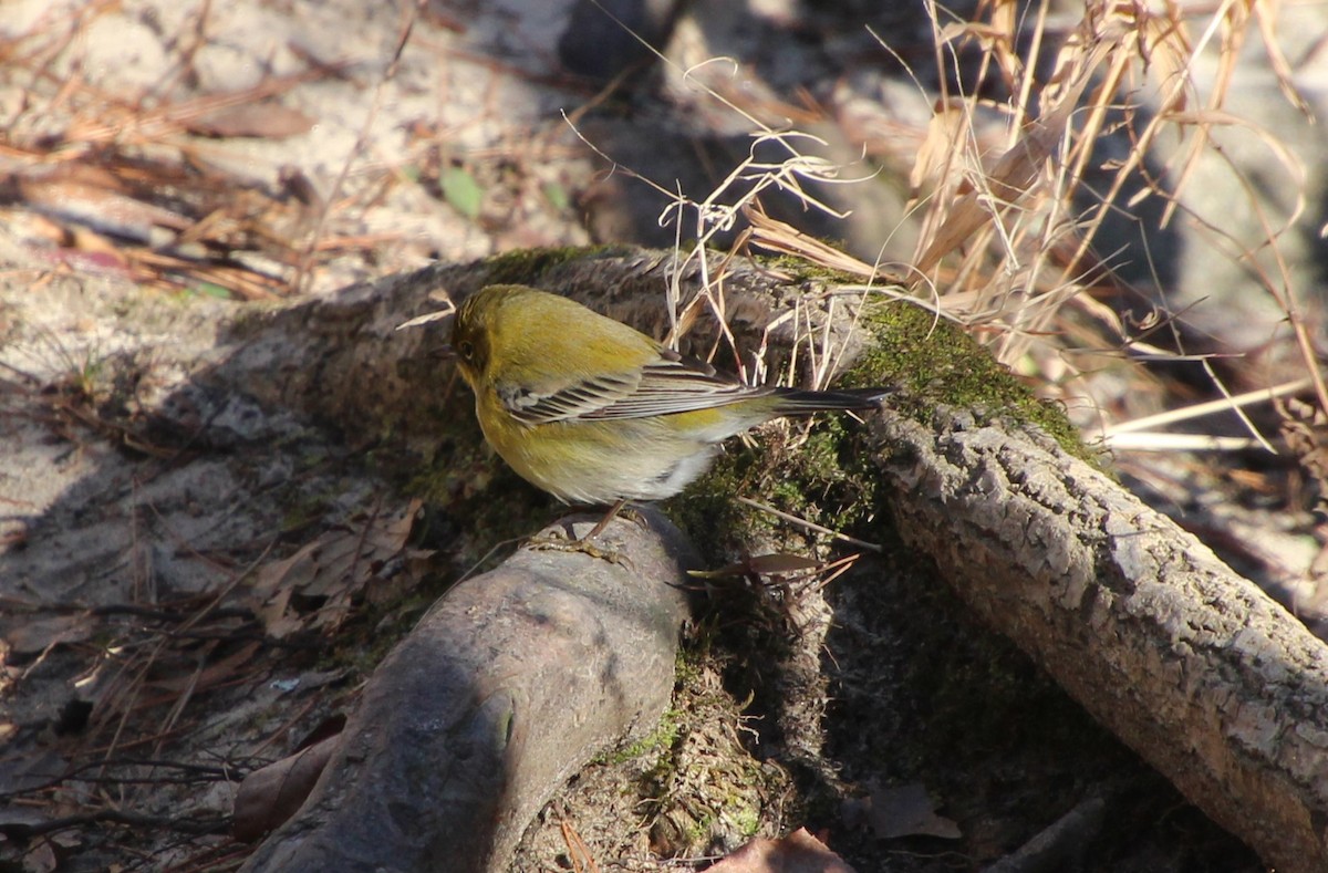 Pine Warbler - ML612172115