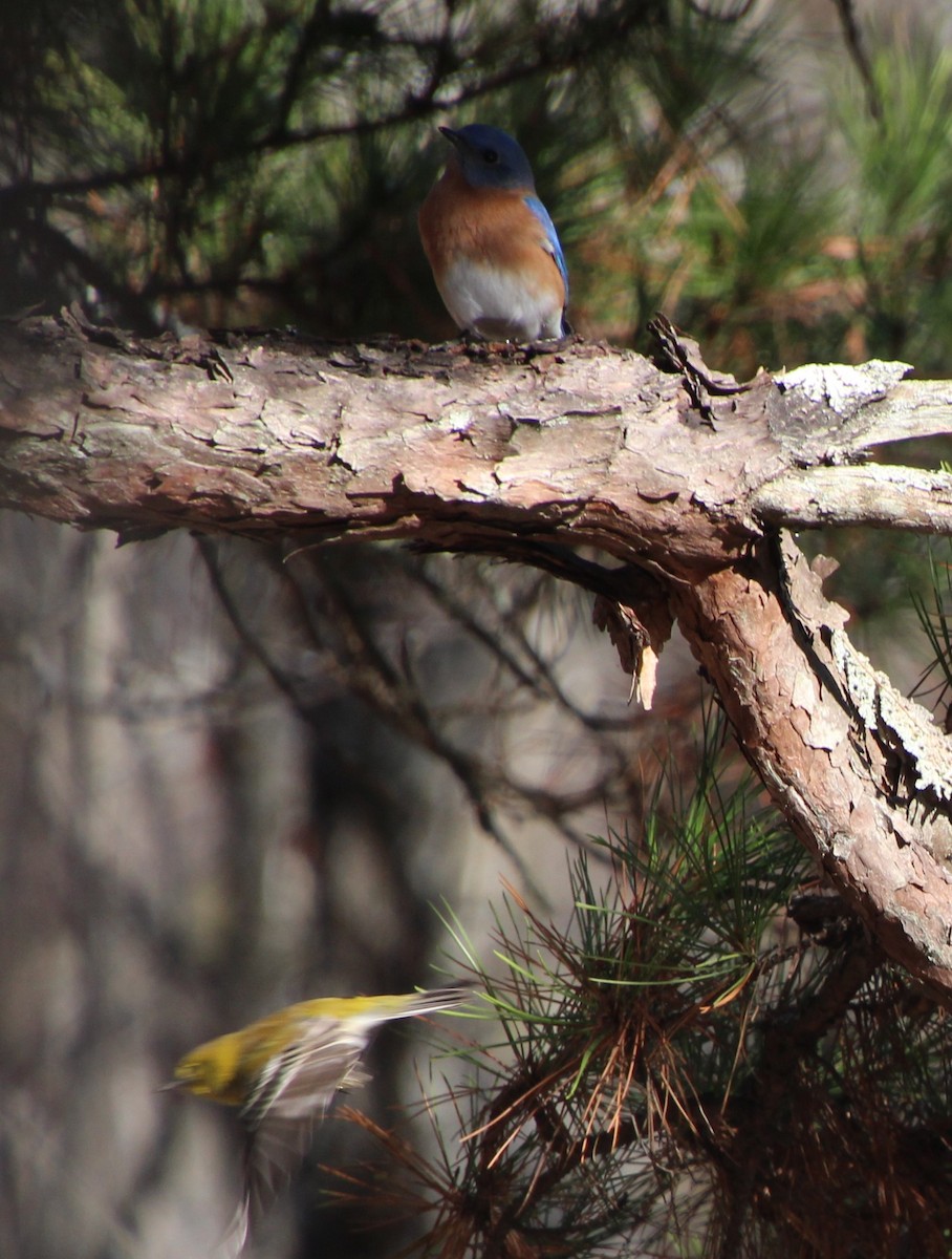 Pine Warbler - ML612172116