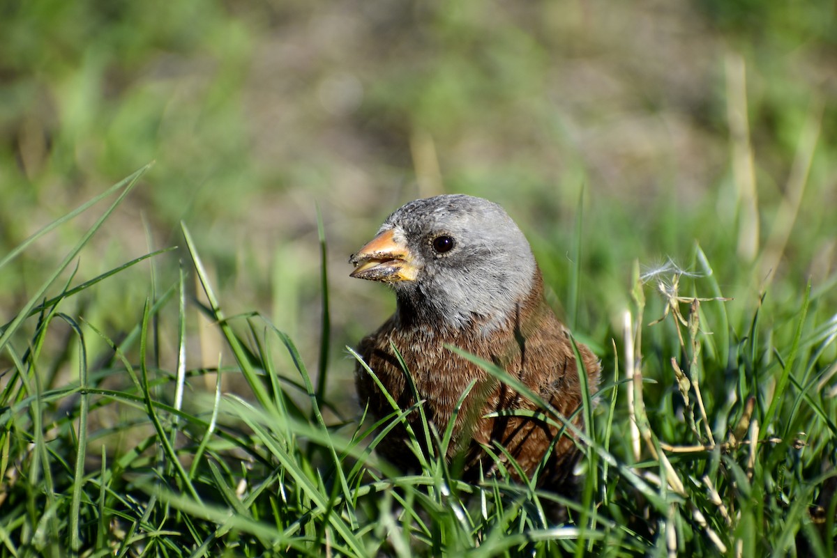 Gray-crowned Rosy-Finch (Hepburn's) - Gavin Stacey