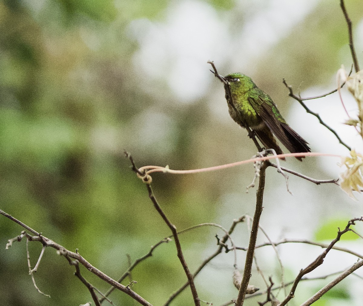 kolibřík dřišťálový - ML612172183