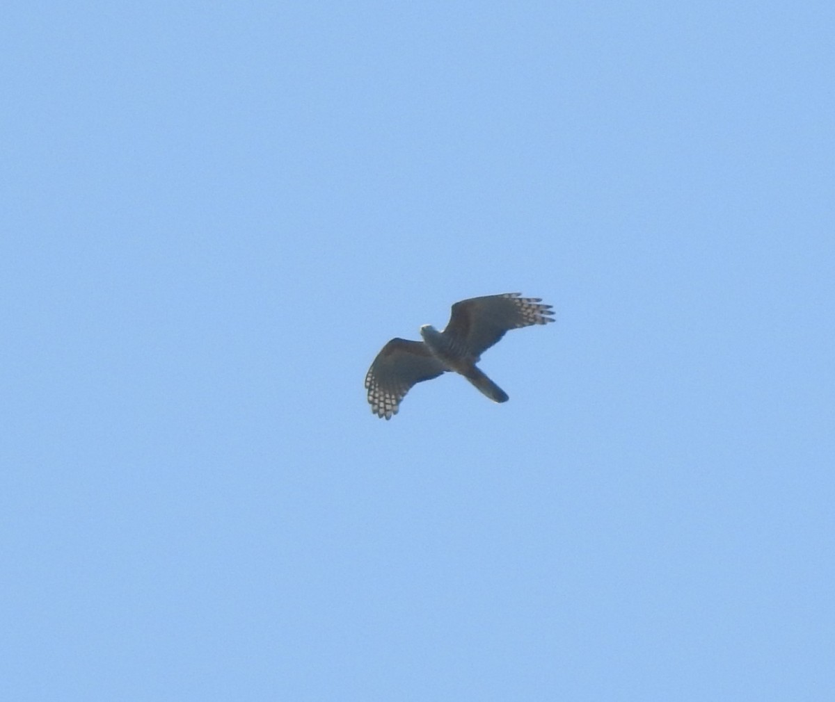 Pacific Baza - Mark Ley