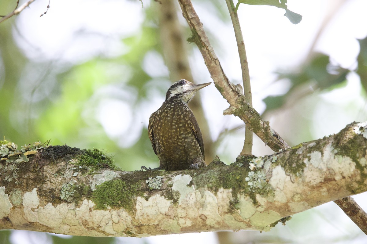 Golden-crowned Woodpecker - Sue Flecker