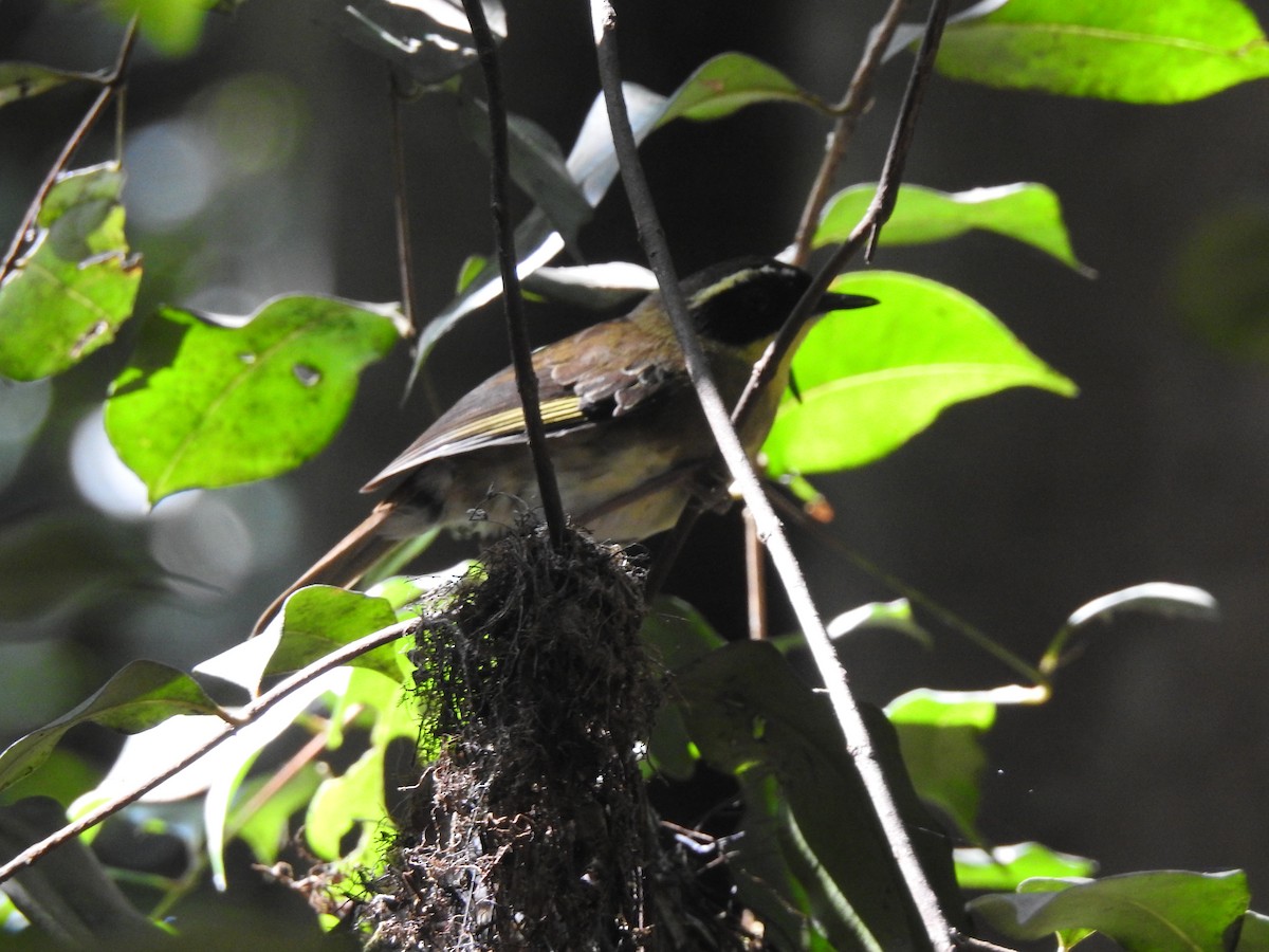 Yellow-throated Scrubwren - ML612172358