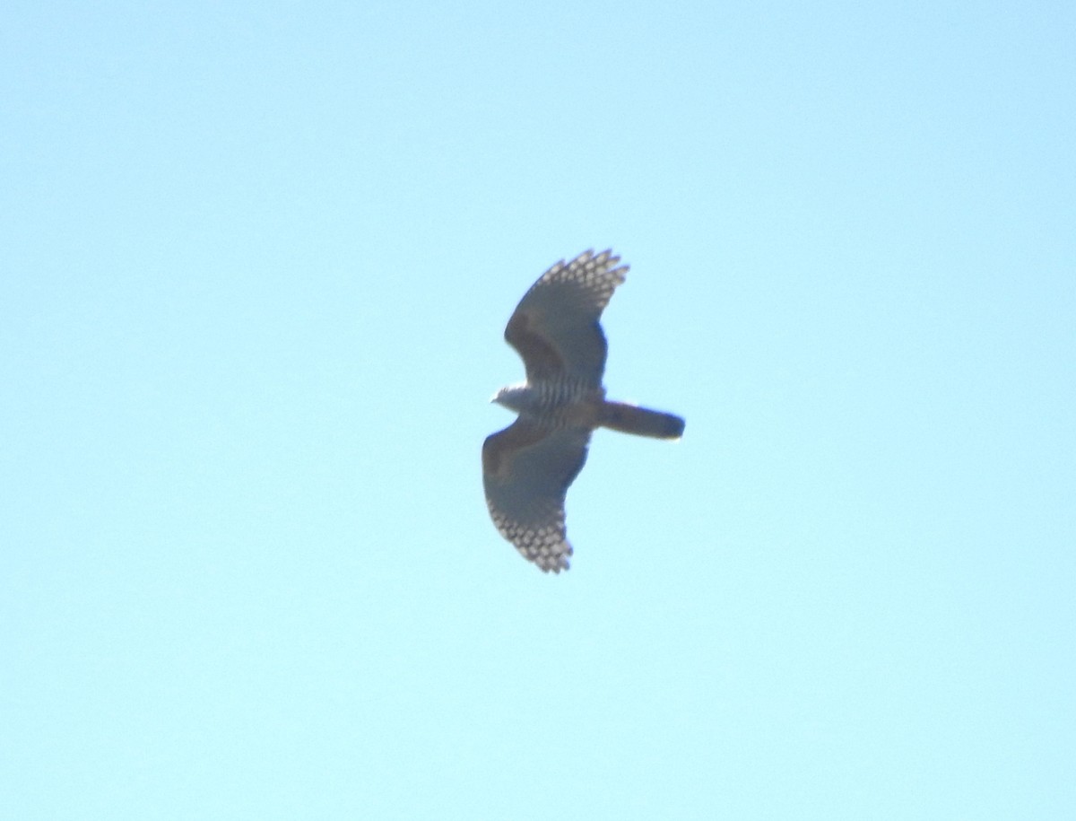 Pacific Baza - Mark Ley