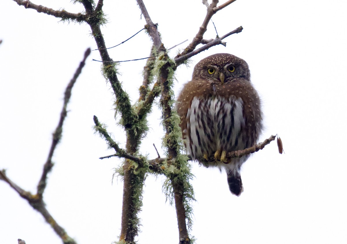 Northern Pygmy-Owl - ML612172522