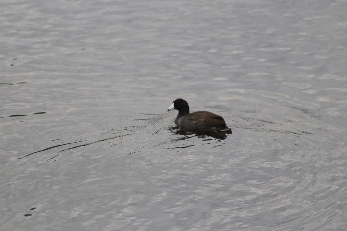 American Coot - Alejandro Aguilar