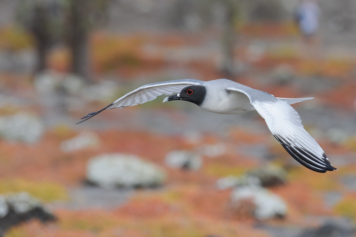 Gaviota Tijereta - ML612172598