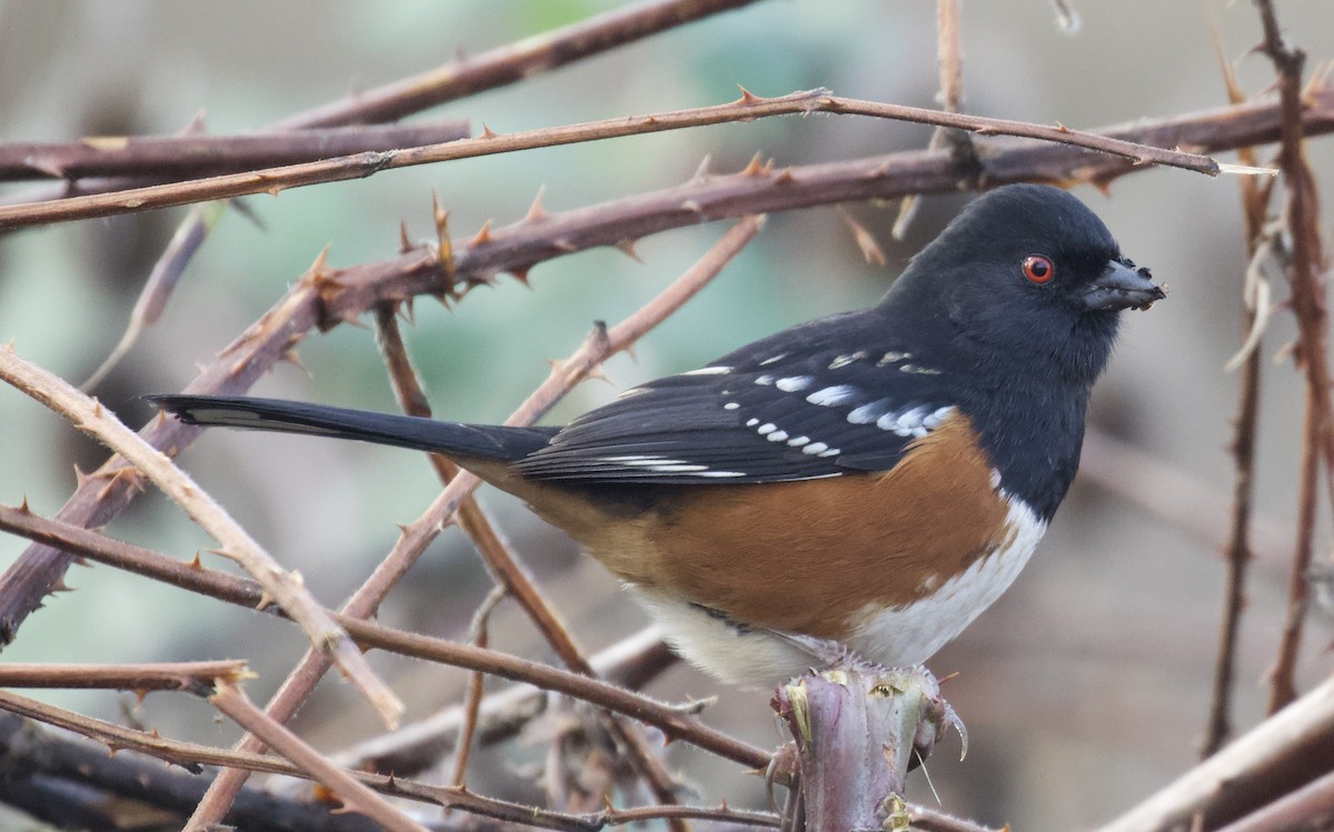 Spotted Towhee - ML612172653