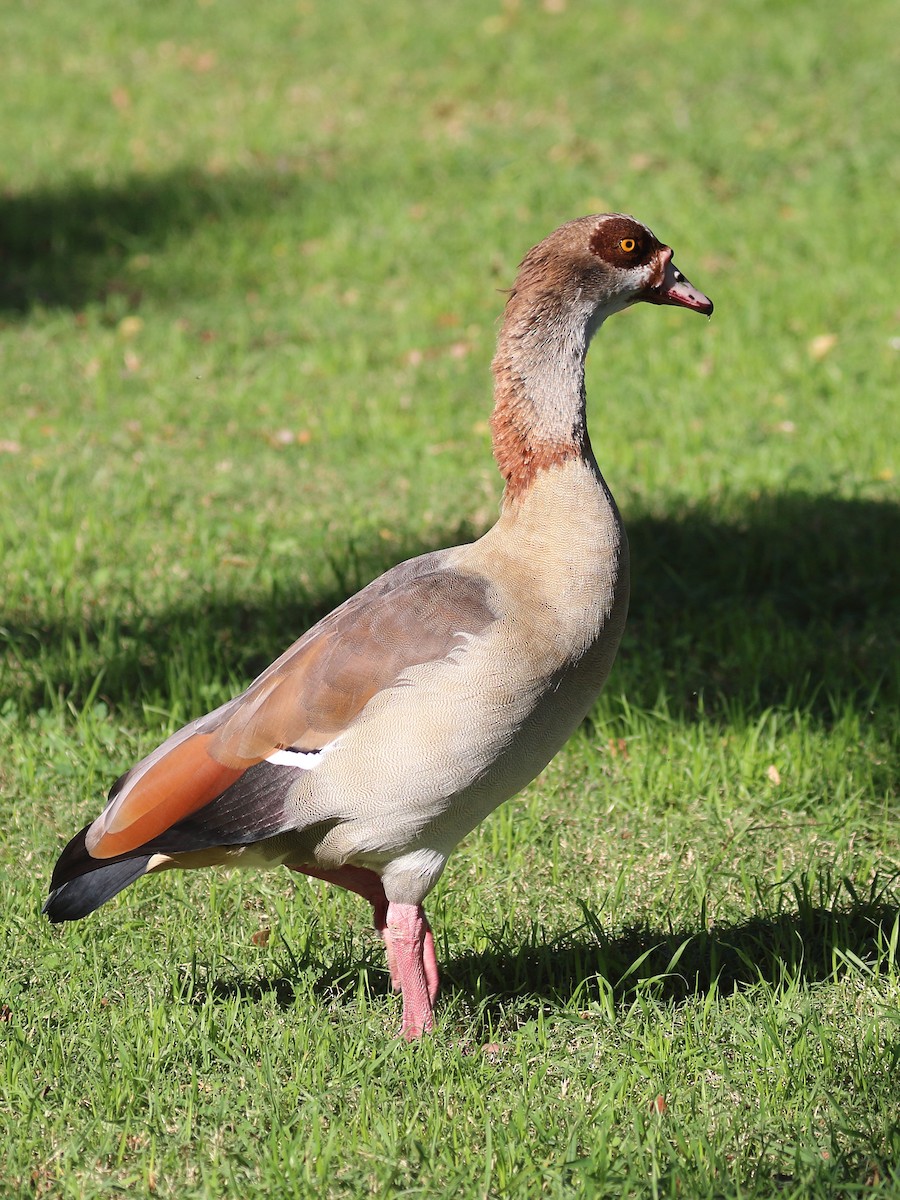 Egyptian Goose - ML612172673