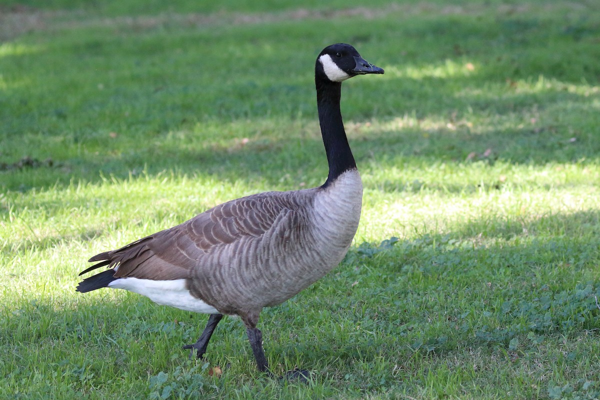 Canada Goose - ML612172684