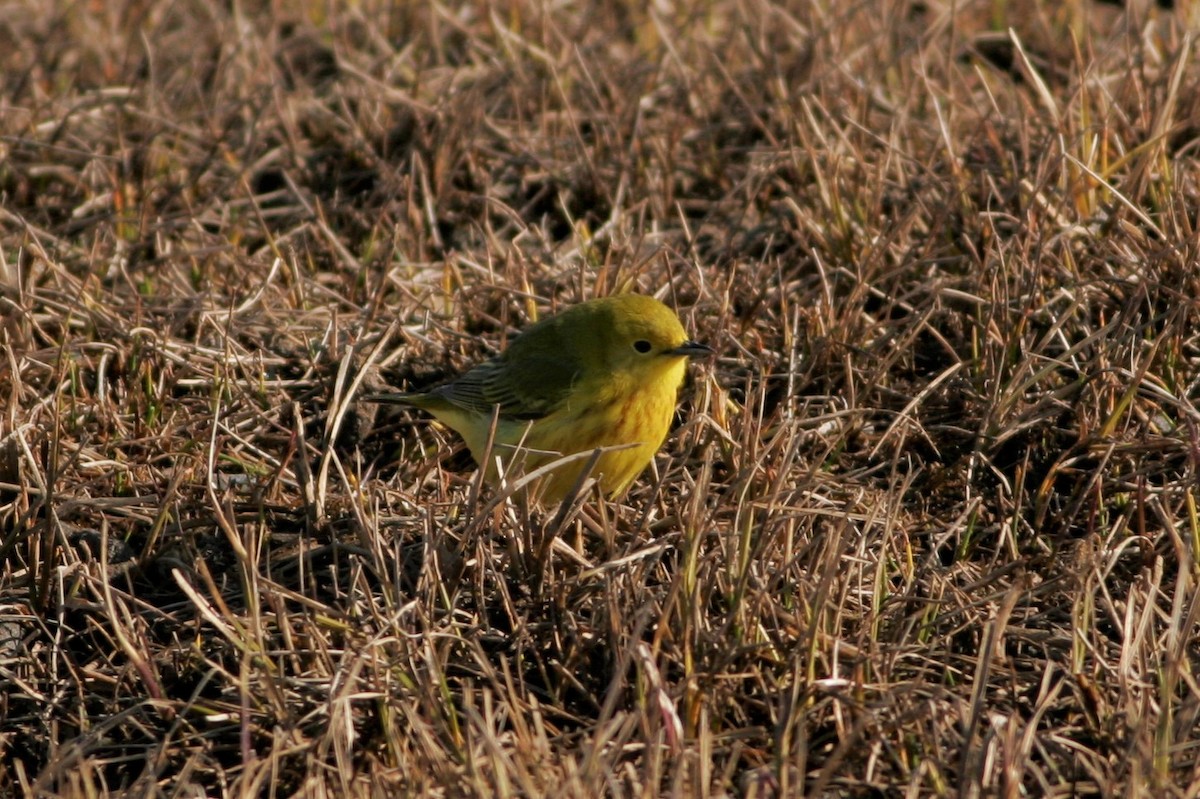 Yellow Warbler - ML61217271