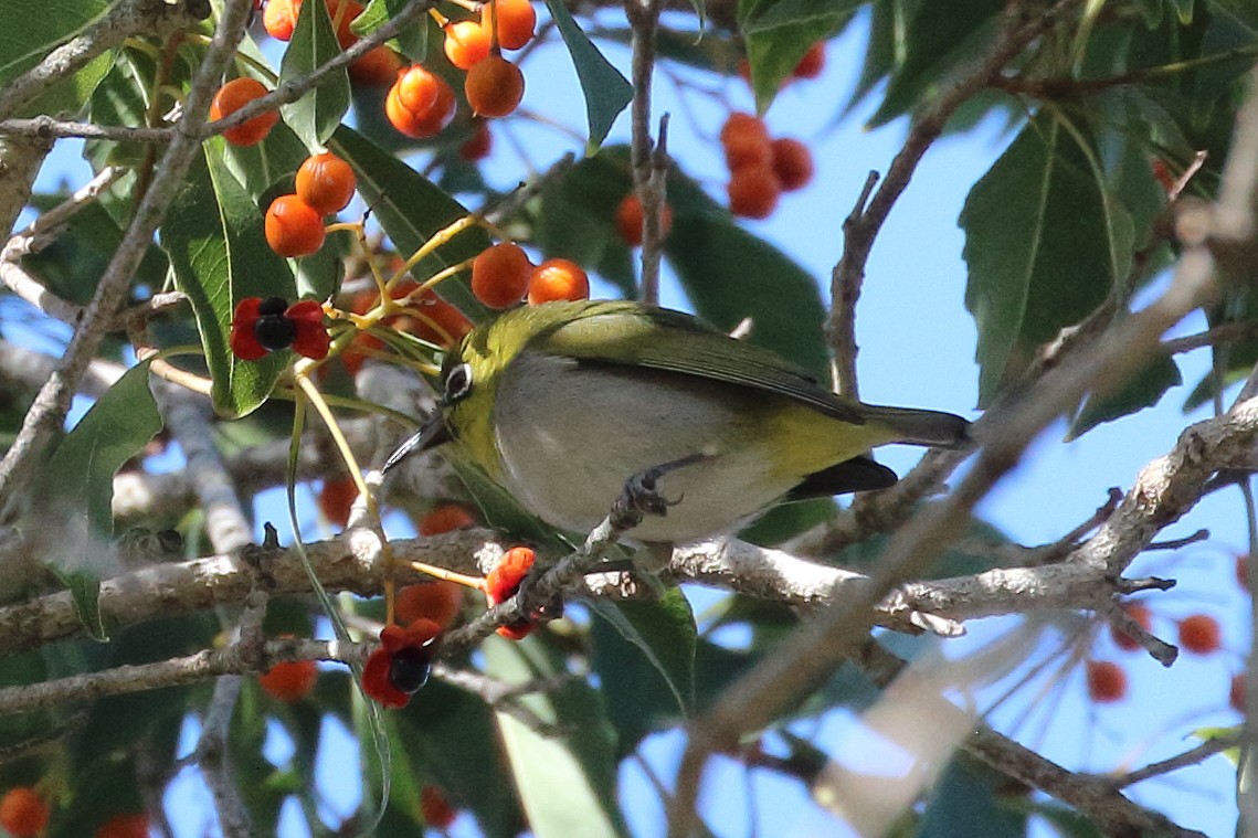 Swinhoe's White-eye - ML612172714