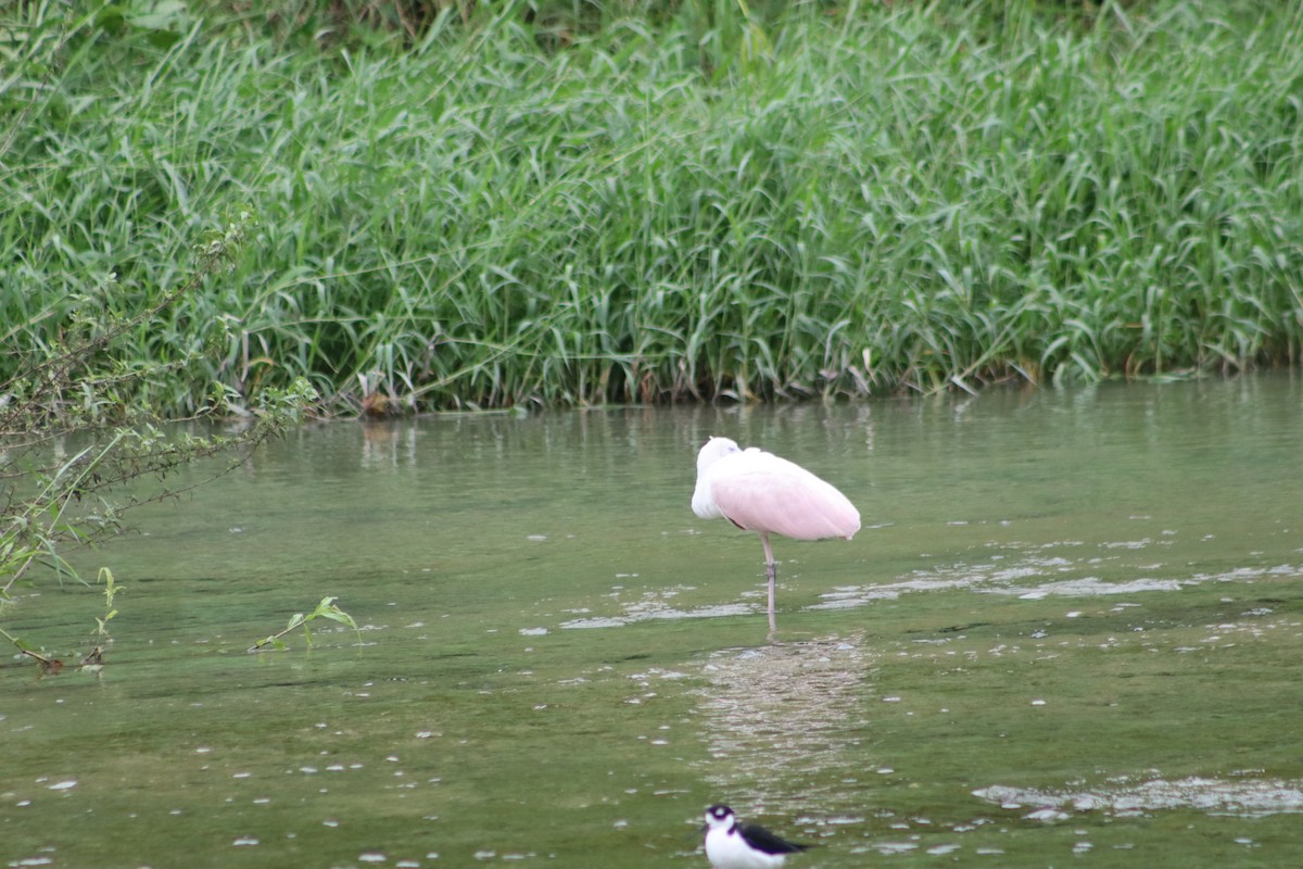 Roseate Spoonbill - Alejandro Aguilar