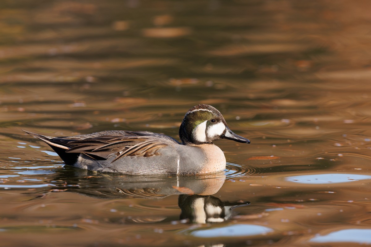 Baikal Teal x Northern Pintail (hybrid) - Kasia & Takashi Someya