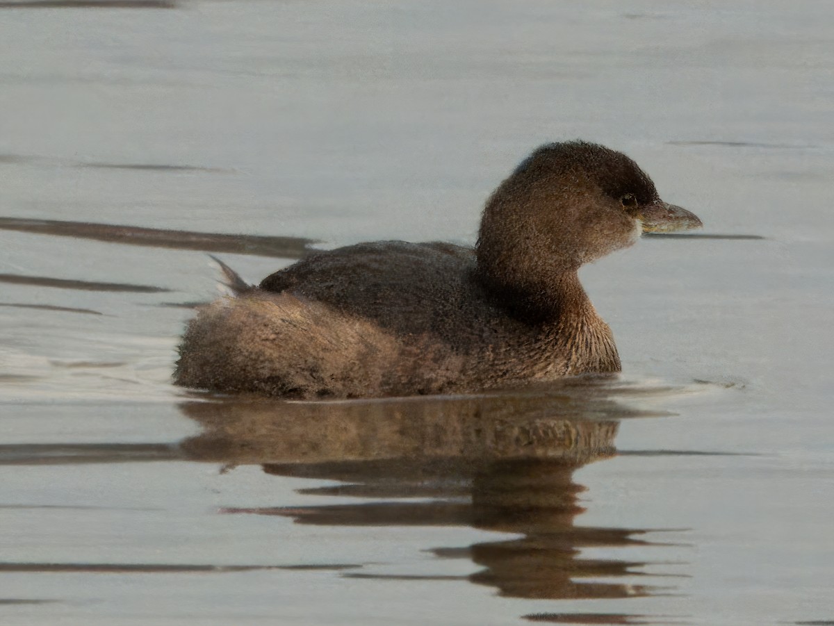 Pied-billed Grebe - Dan Tallman