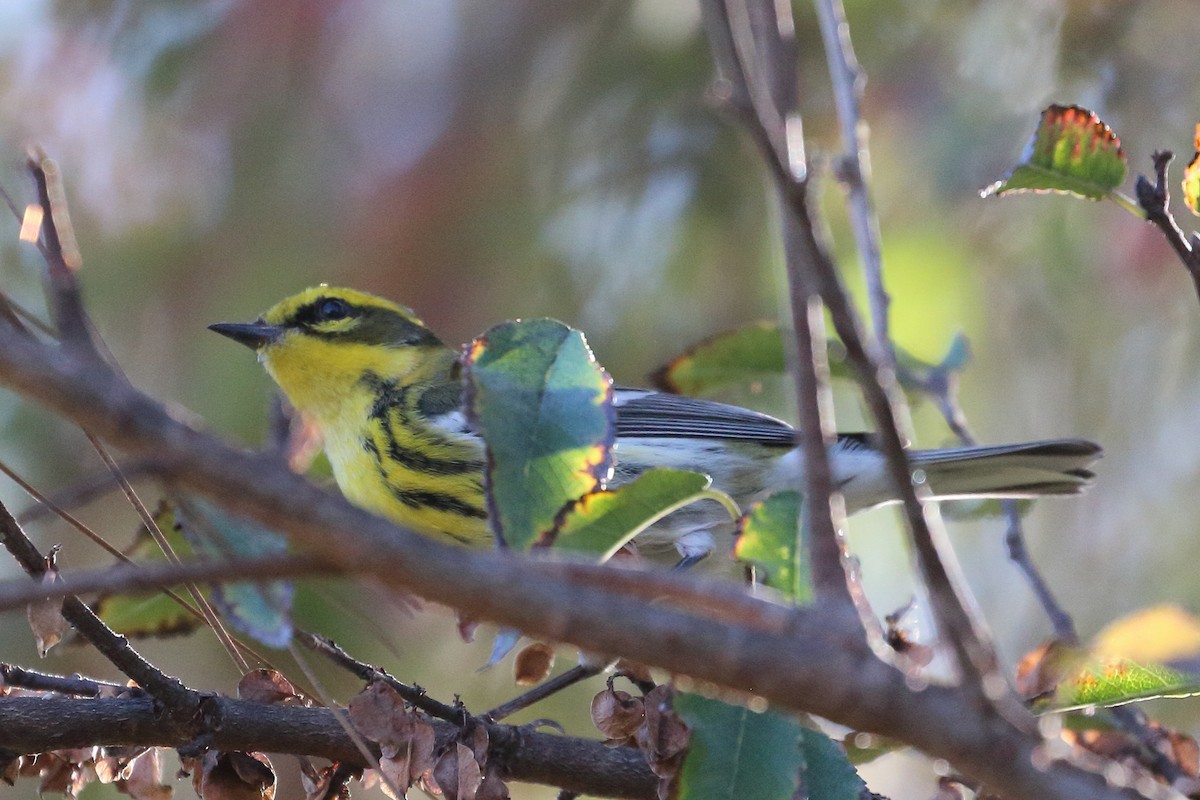 Townsend's Warbler - Jeffrey Fenwick