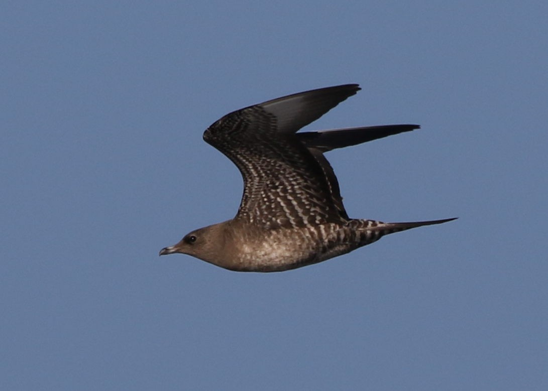 Long-tailed Jaeger - ML612172806