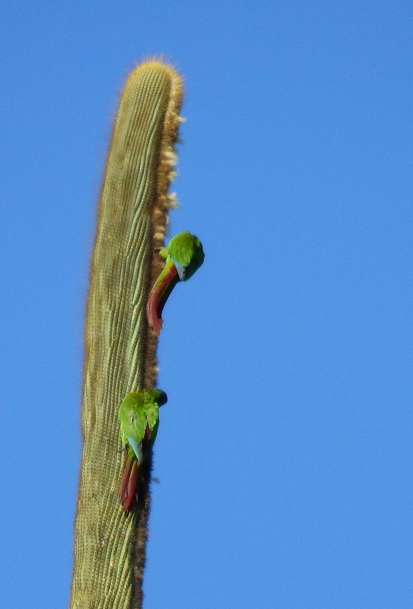 Conure de Pfrimer - ML612172884