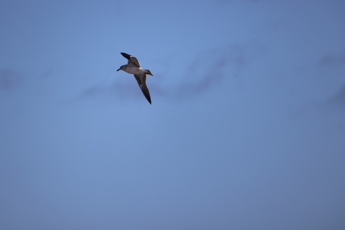 Lesser Black-backed Gull - burton balkind