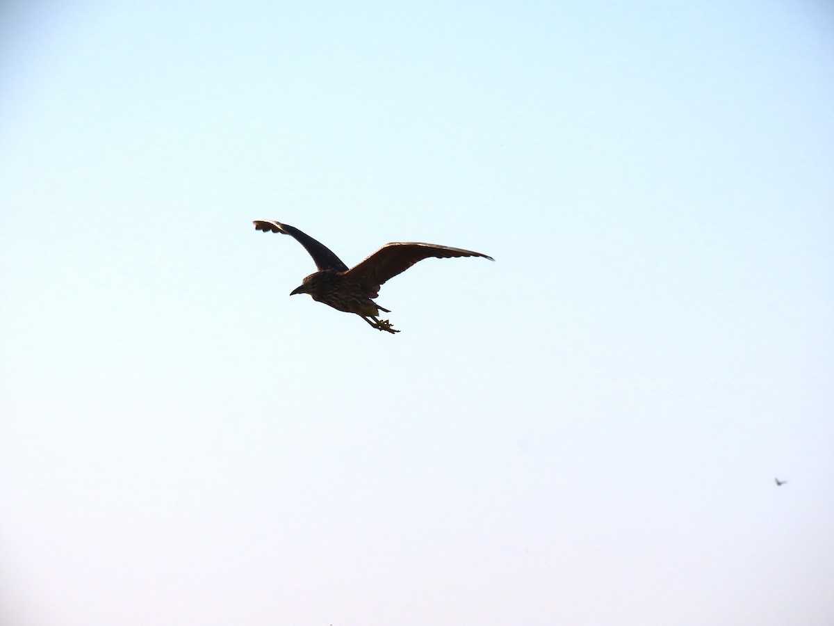 Black-crowned Night Heron - Rick Saxton