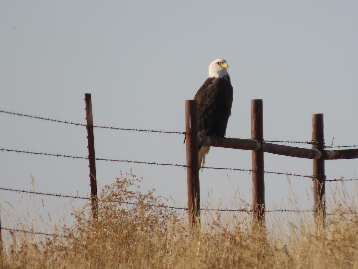 Bald Eagle - ML612172978