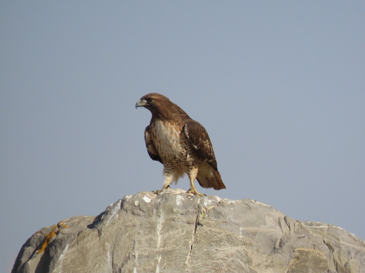 Red-tailed Hawk (calurus/alascensis) - ML612172987