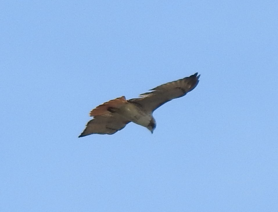 Red-tailed Hawk - Sheila Klink