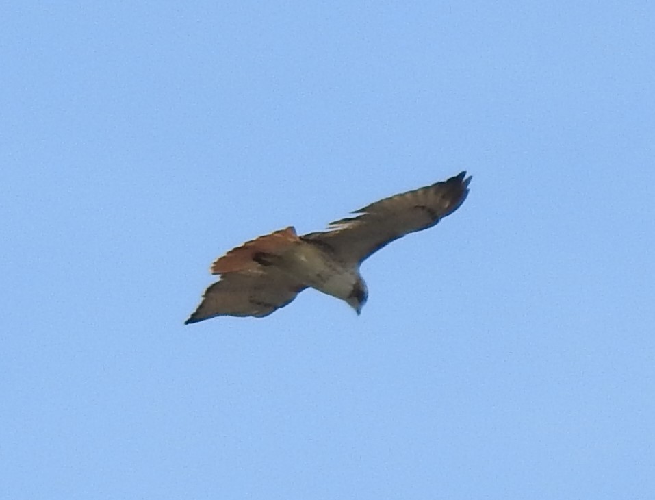 Red-tailed Hawk - ML612173002