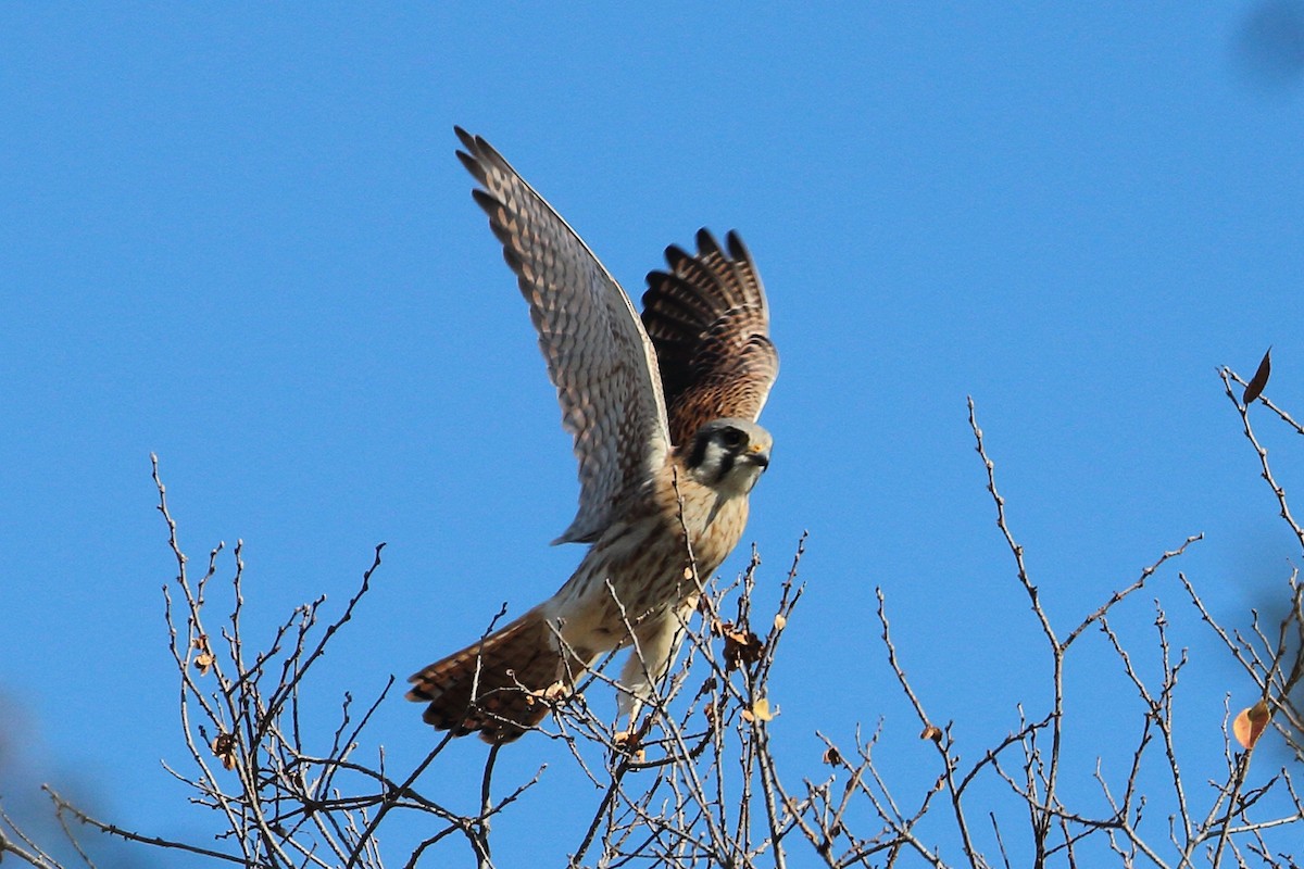 American Kestrel - ML612173021