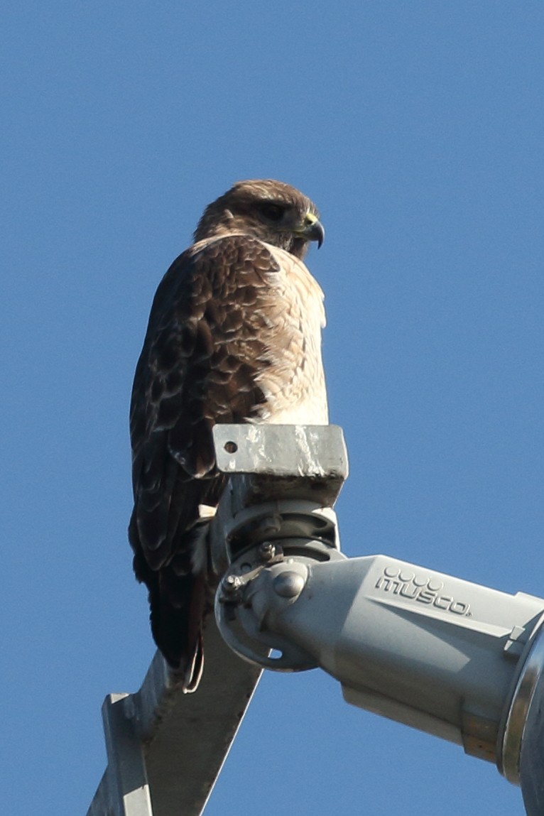 Red-tailed Hawk - ML612173152