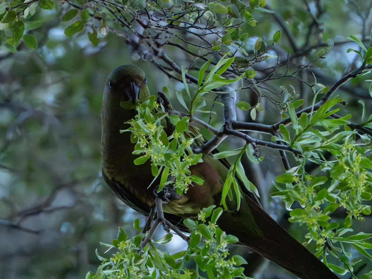 Austral Parakeet - ML612173179