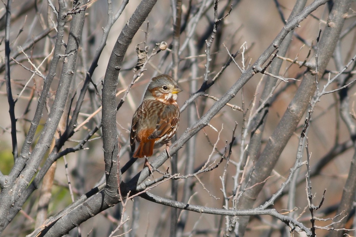 Fox Sparrow - ML612173205