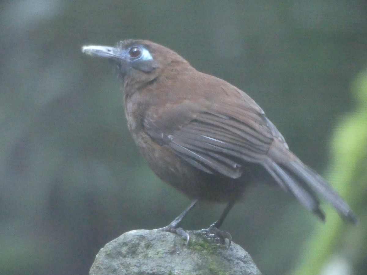 Panamáameisenvogel - ML612173324