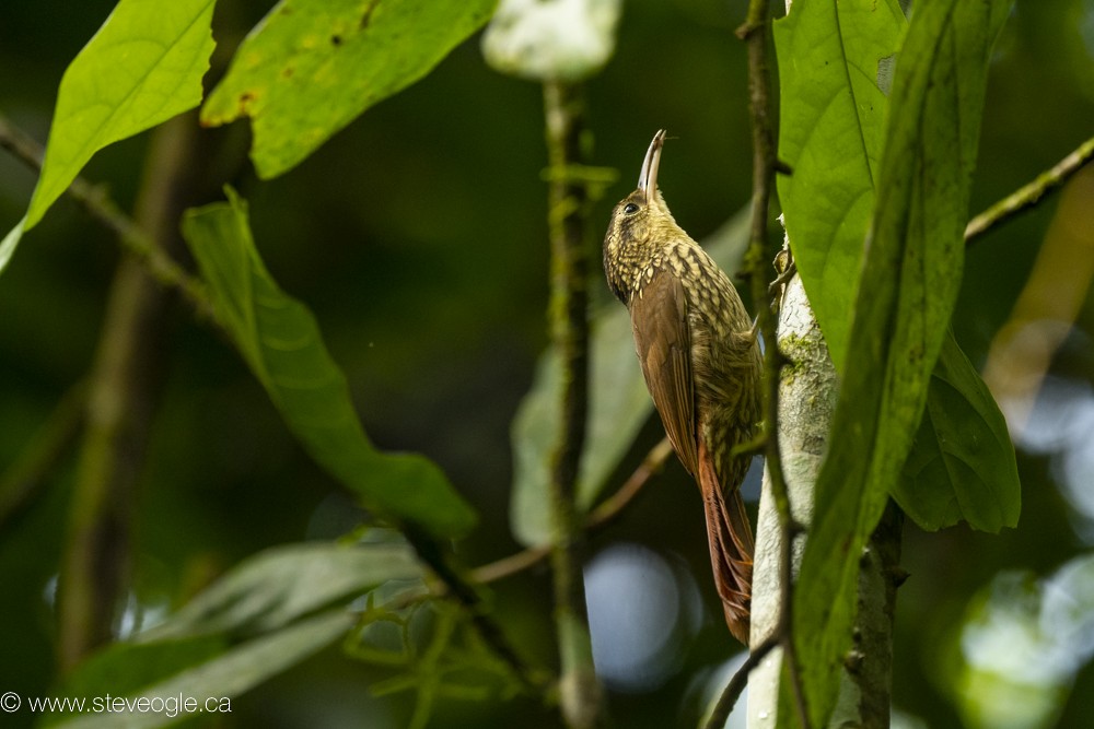 Lesser Woodcreeper - Steve Ogle