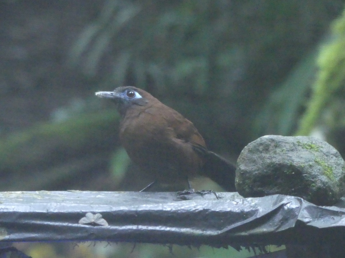 Panamáameisenvogel - ML612173328