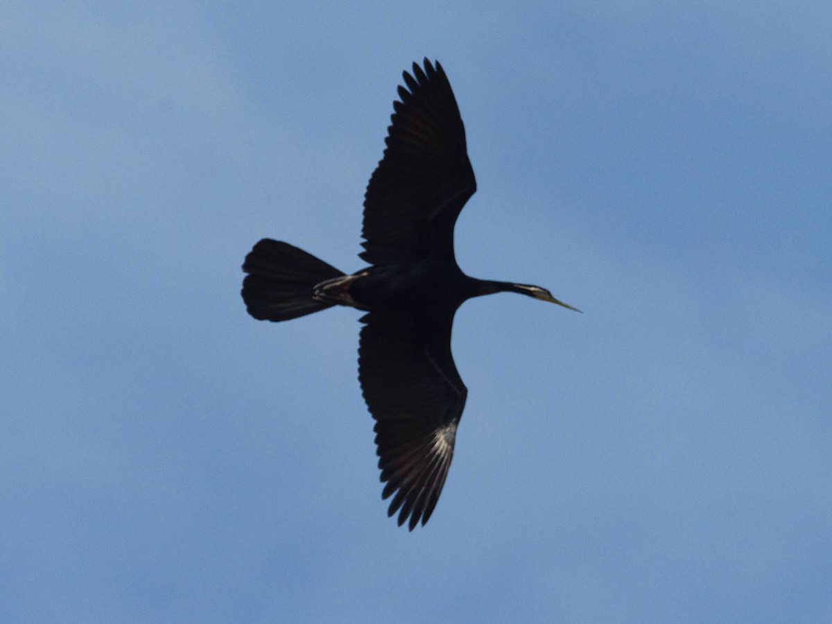 Anhinga d'Australie - ML612173406