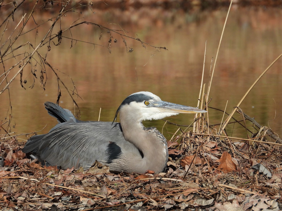 Great Blue Heron (Great Blue) - WS Barbour