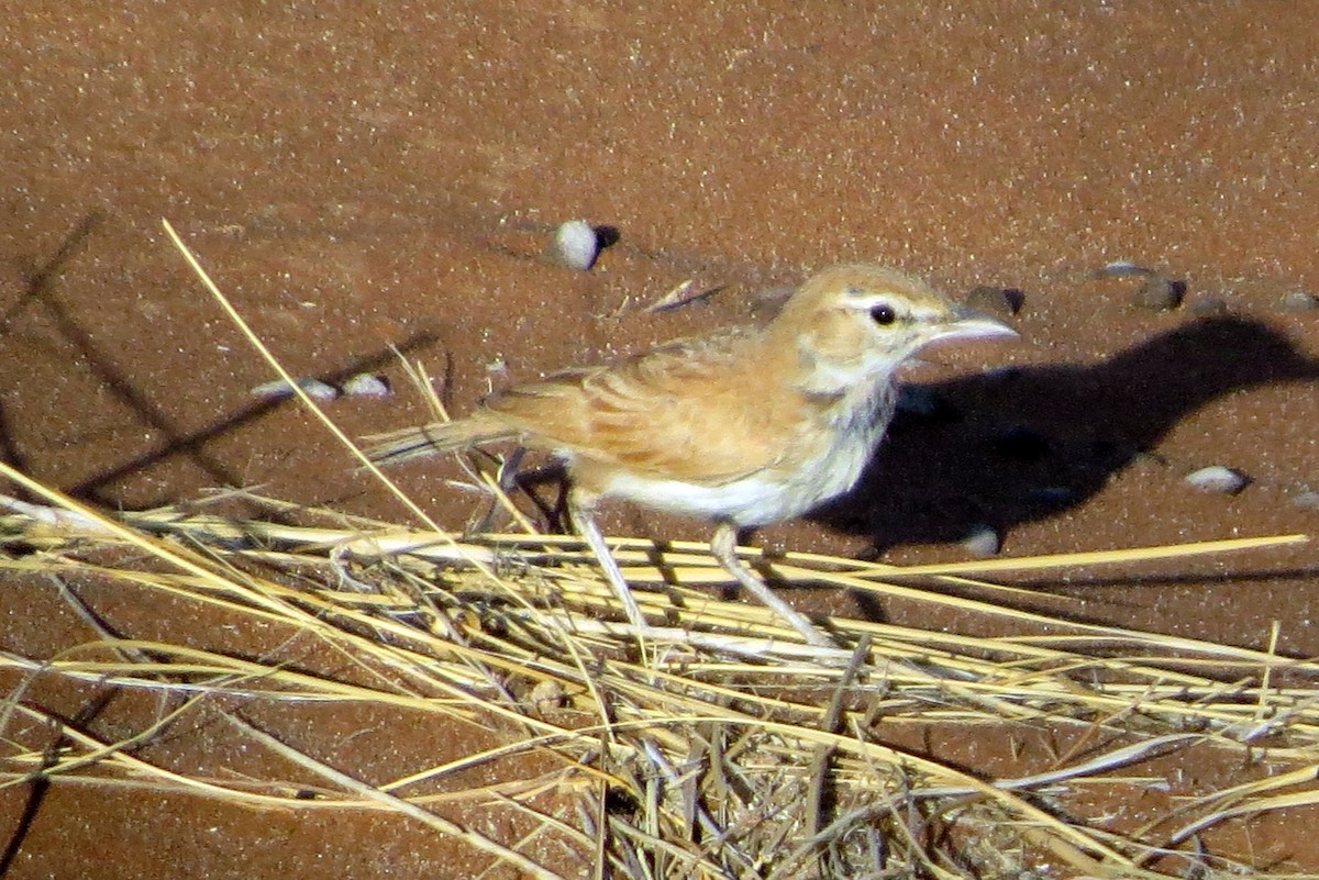 Alouette à dos roux (erythrochlamys) - ML612173435