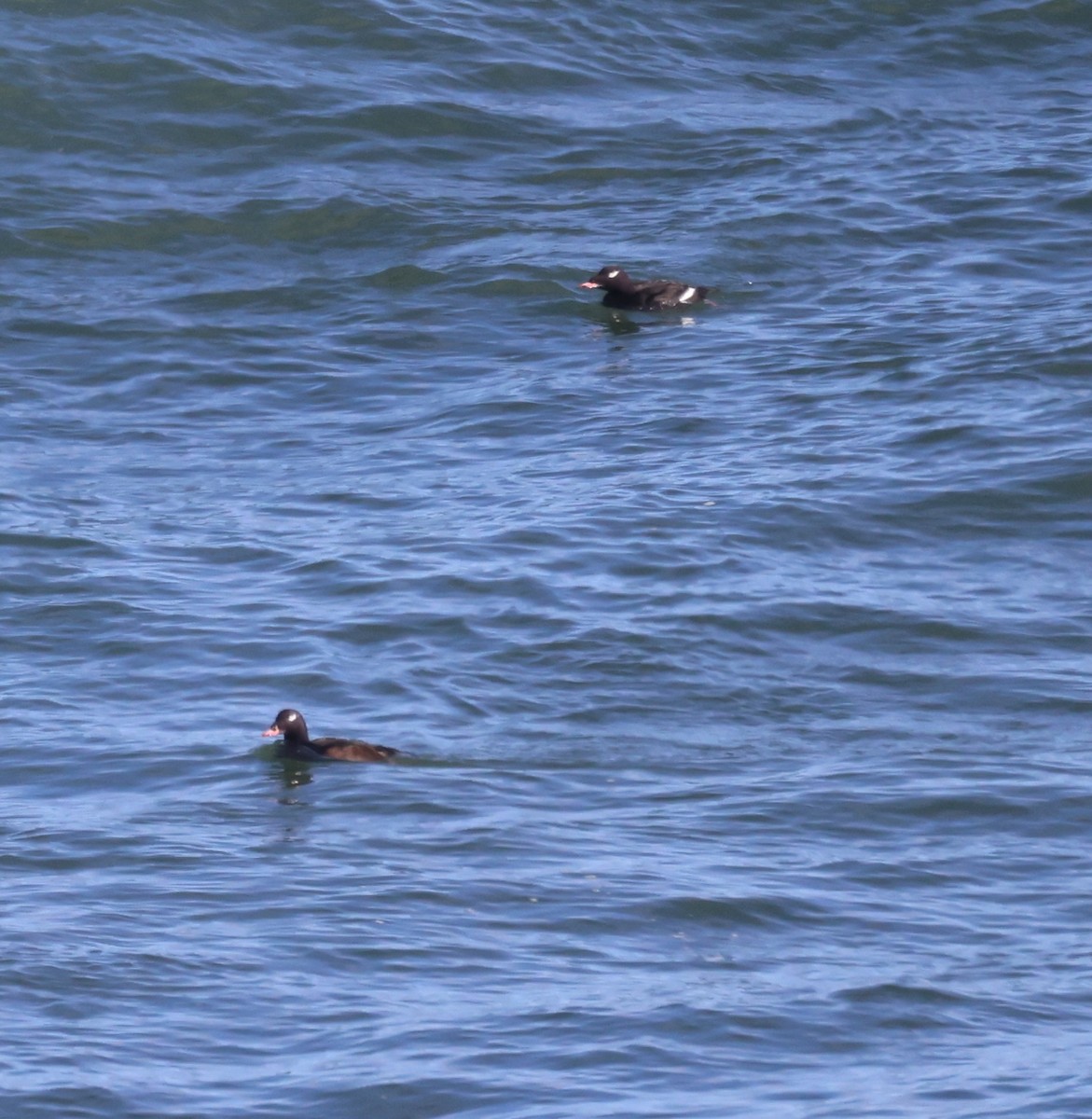 Surf Scoter - ML612173460