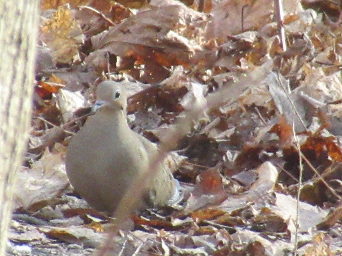 Mourning Dove - ML612173505