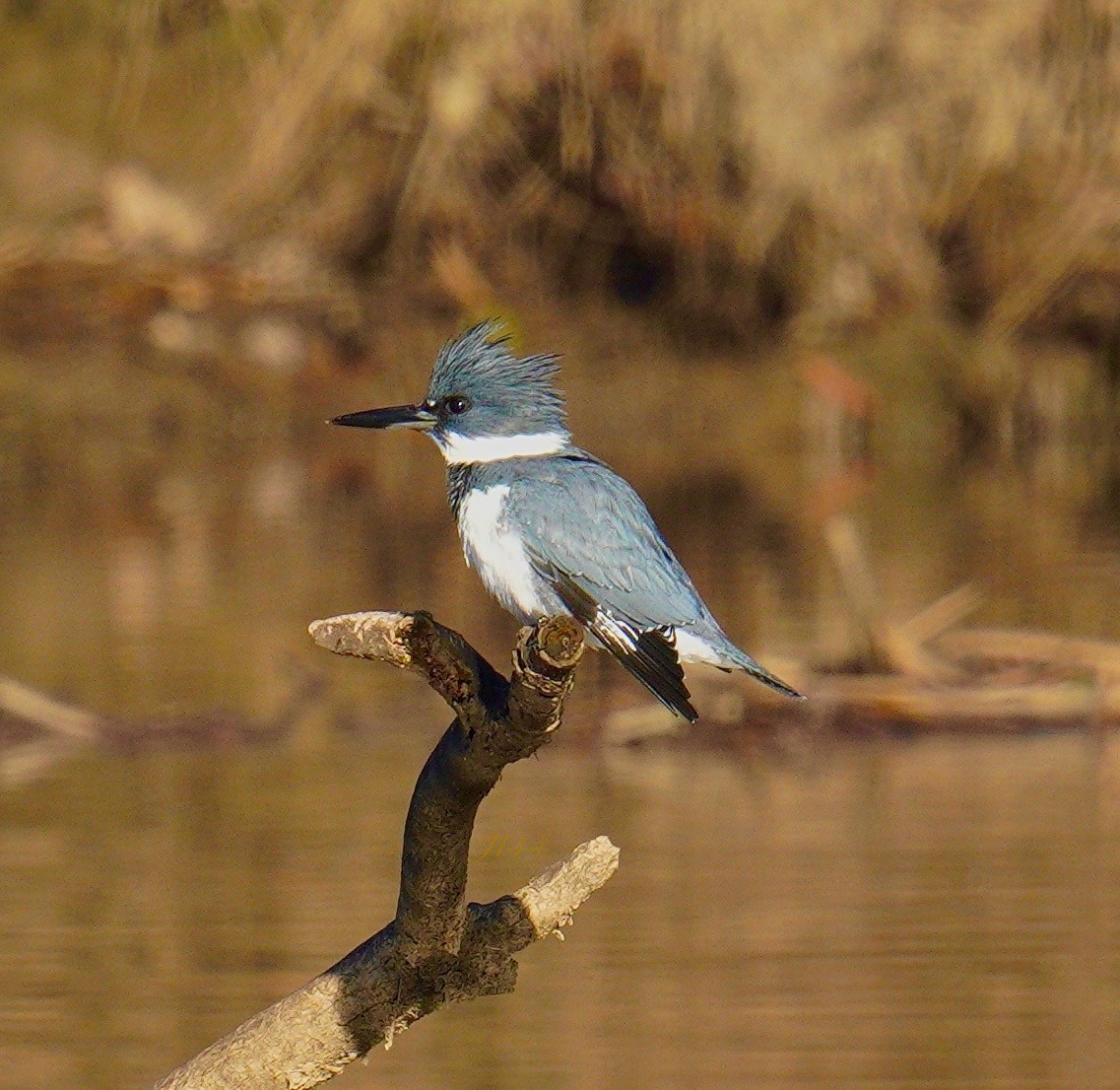 Belted Kingfisher - ML612173524