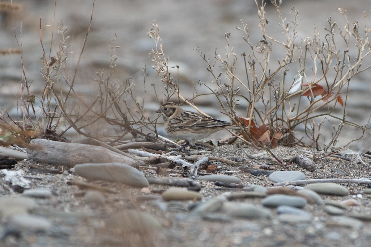 Lapland Longspur - Solomon Greene